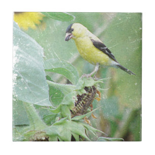 Goldfinch Grunge Fliese