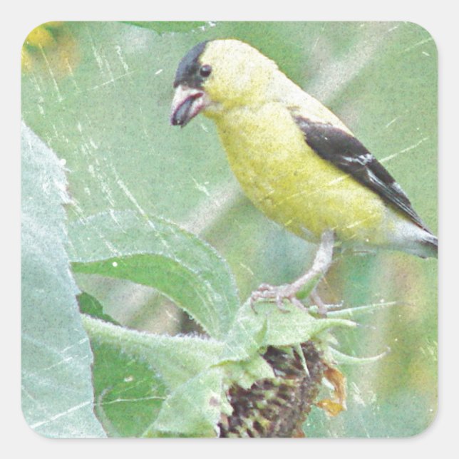 Goldfinch Grunge Quadratischer Aufkleber (Vorderseite)