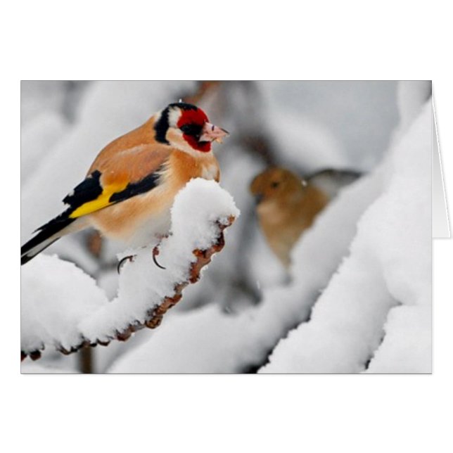 Goldfinch im Schnee (Vorderseite (Horizontal))