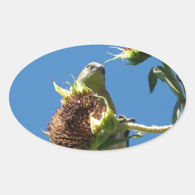 Goldfinch Ovaler Aufkleber (Vorderseite)