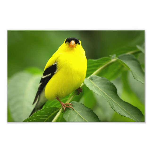 Goldfinch Photo Print Fotodruck (Vorne)