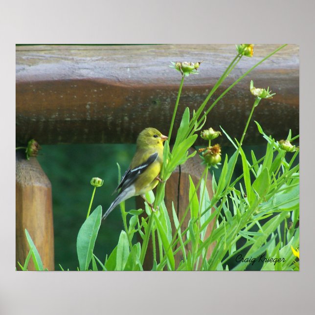 Goldfinch Poster (Vorne)