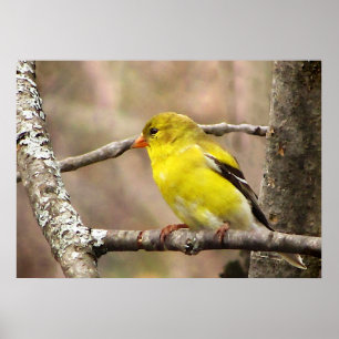 Goldfinch Poster