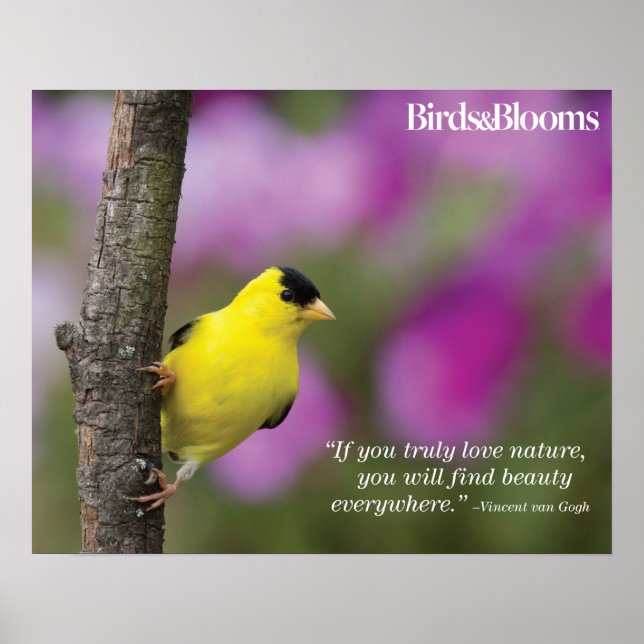 Goldfinch Poster (Vorne)