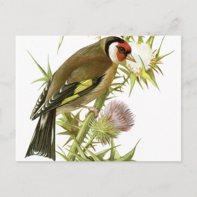 Goldfinch Postkarte (Vorderseite)