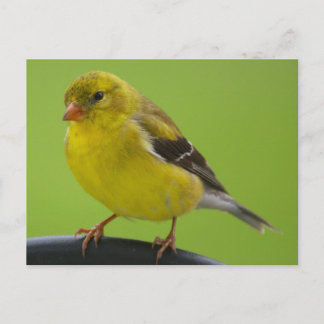 Goldfinch Postkarte