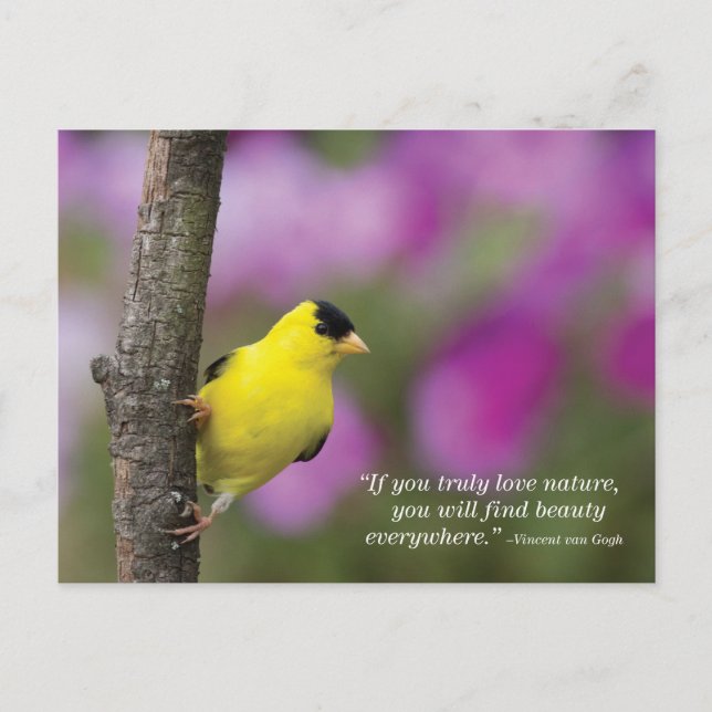 Goldfinch Postkarte (Vorderseite)