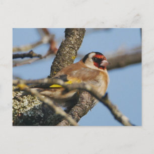 Goldfinch Postkarte