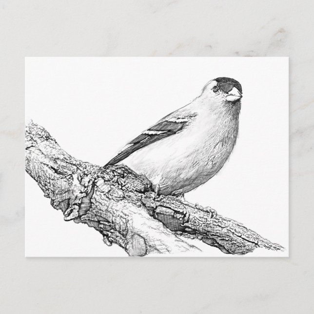 Goldfinch Postkarte (Vorderseite)