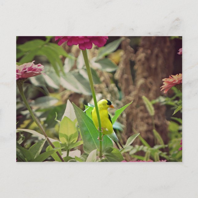 Goldfinch Postkarte (Vorderseite)