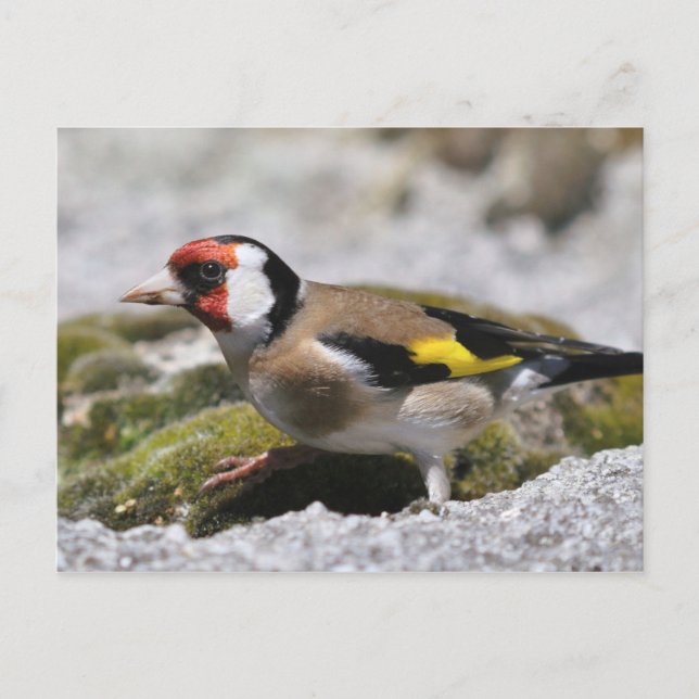 Goldfinch-Postkarte Postkarte (Vorderseite)