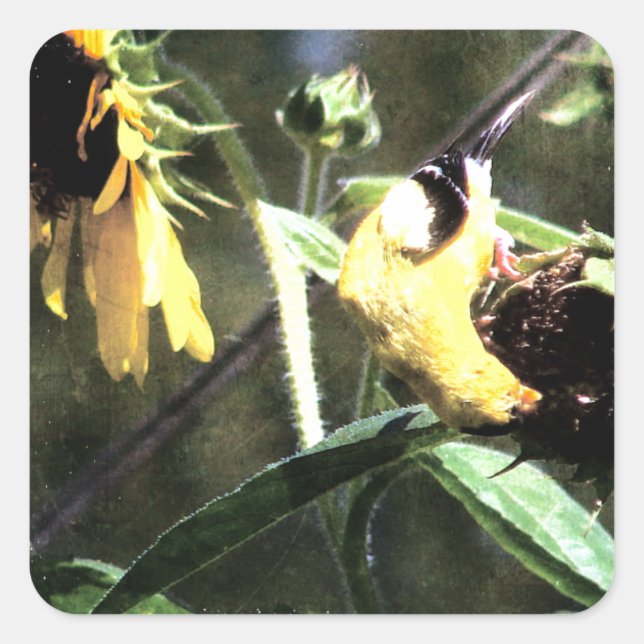 Goldfinch Quadratischer Aufkleber (Vorderseite)