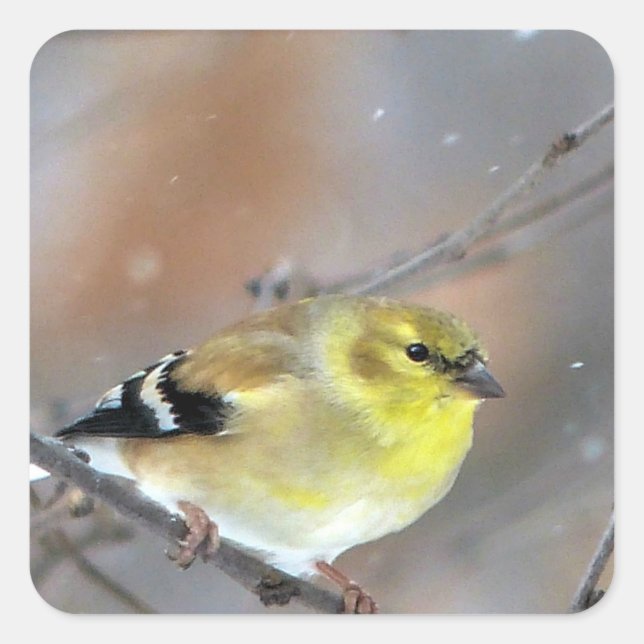 Goldfinch Quadratischer Aufkleber (Vorderseite)