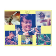 Goldfinch Story 1973 Postkarte