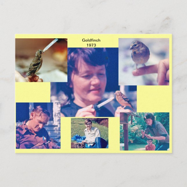 Goldfinch Story 1973 Postkarte (Vorderseite)