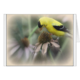 Goldfinch sur Thistle