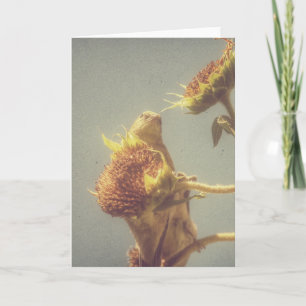 Goldfinch und eine Retro-Fotografie mit Sonnenblum Karte