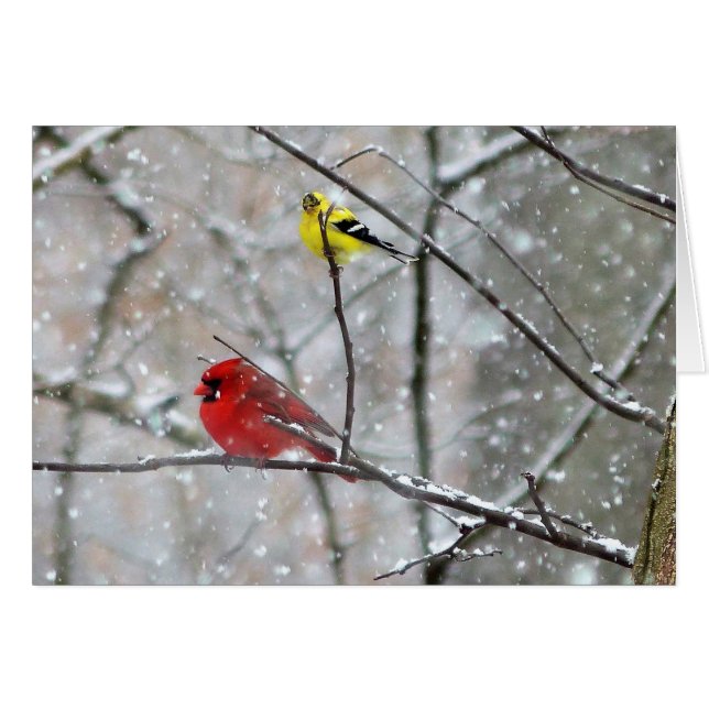 Goldfinch und Kardinal (Vorderseite (Horizontal))