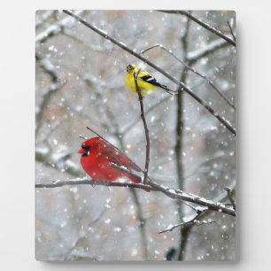 Goldfinch und Kardinal Fotoplatte