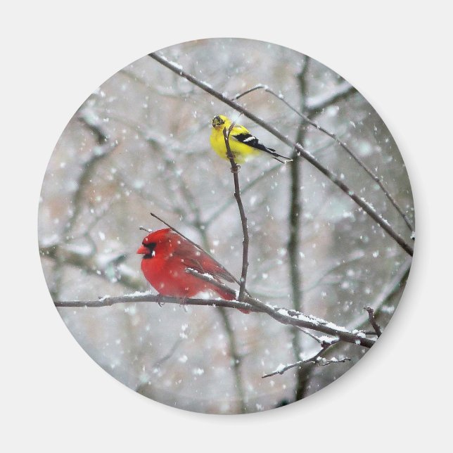 Goldfinch und Kardinal Magnet (Vorne)