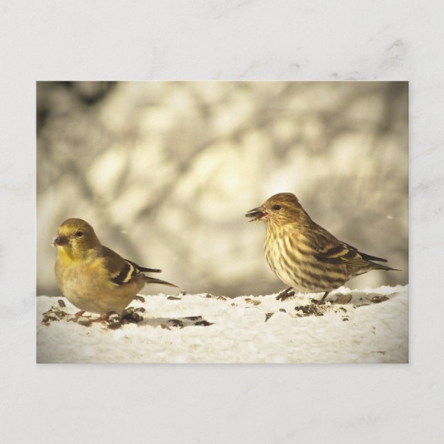 Goldfinch und Pine Siskin Postkarte (Vorderseite)