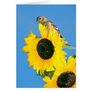 Goldfinch und Sonnenblume