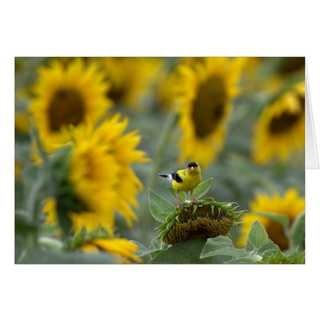 Goldfinch und Sonnenblumen - Blankokarte (Vorderseite (Horizontal))