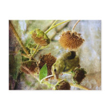 Goldfinch und Sonnenblumen