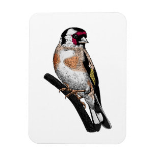 Goldfinch zeichnend magnet
