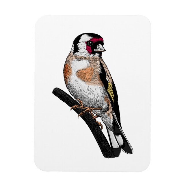 Goldfinch zeichnend magnet (Vertikal)