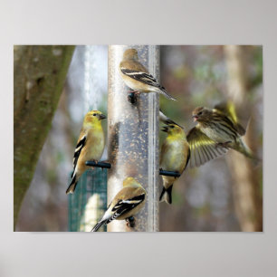 Goldfinches am Feeder Poster