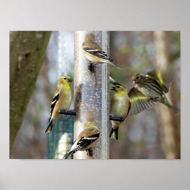 Goldfinches am Feeder Poster (Vorne)