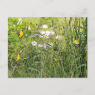 Goldfinken und wild lebende Blume Postkarte