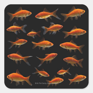 Goldfisch 2 quadratischer aufkleber