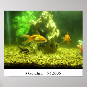 Goldfisch 3 poster