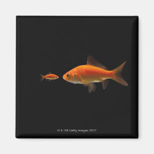 Goldfisch 4 magnet