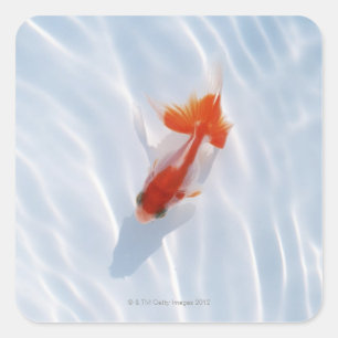 Goldfisch 5 quadratischer aufkleber