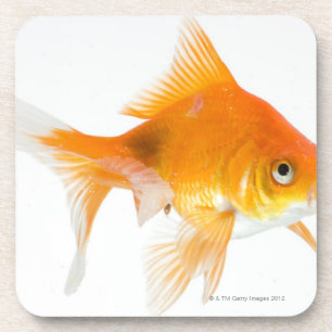 Goldfisch auf weißem Hintergrund Getränkeuntersetzer