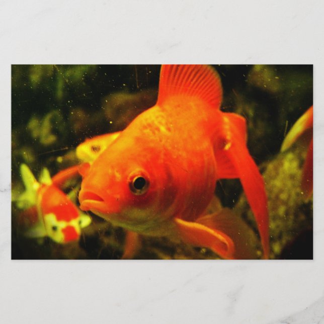Goldfisch Briefpapier (Vorderseite)