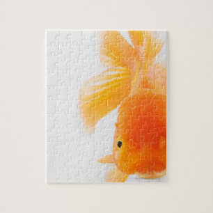 Goldfisch (Carassius auratus)