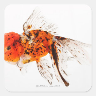 Goldfisch (Carassius auratus), Goldfisch mit Kali- Quadratischer Aufkleber