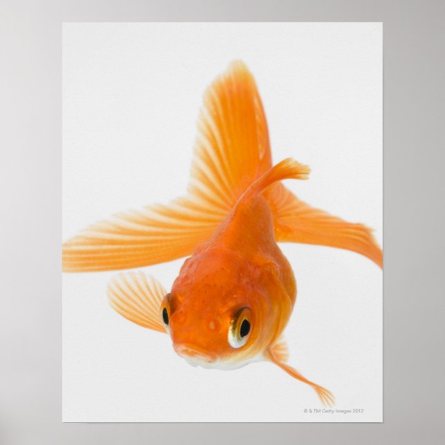 Goldfisch (Carassius auratus) Poster (Vorne)