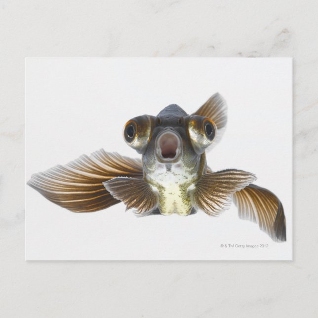 Goldfisch (Carassius auratus) Postkarte (Vorderseite)