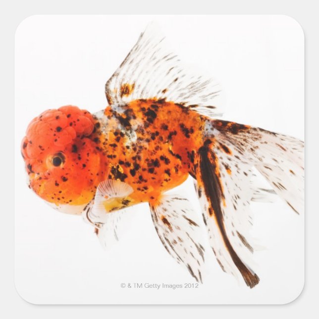 Goldfisch (Carassius auratus) Quadratischer Aufkleber (Vorderseite)