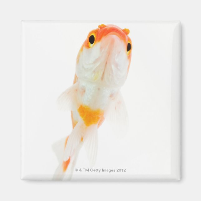 Goldfisch (Comet/Comet-tails) Magnet (Vorne)