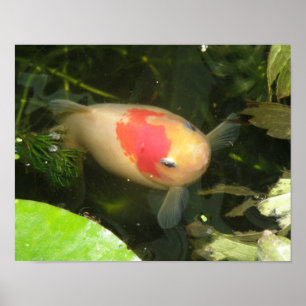 Goldfisch Druck Poster
