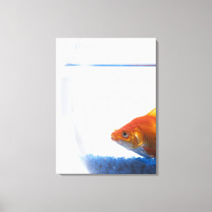 Goldfisch in der Schüssel auf weißem Hintergrund Leinwanddruck