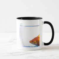 Goldfisch in der Schüssel auf weißem Hintergrund