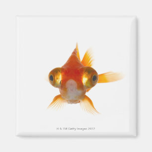Goldfisch mit großen Augen 2 Magnet