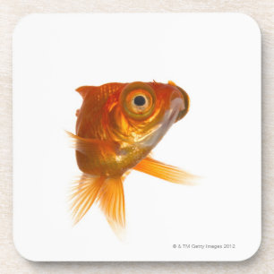 Goldfisch mit großen Augen 3 Getränkeuntersetzer